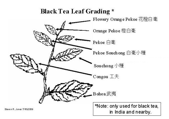 Lapsang Souchong Dymny